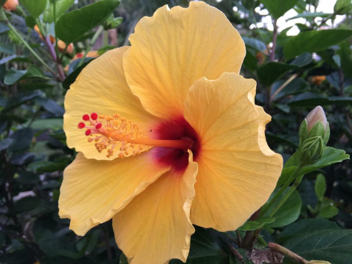 Mediteranean Style Ohana Rental / Garden Bungalow In Pahoa Honolulu Landing エクステリア 写真