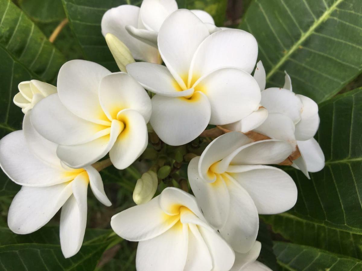 Mediteranean Style Ohana Rental / Garden Bungalow In Pahoa Honolulu Landing エクステリア 写真